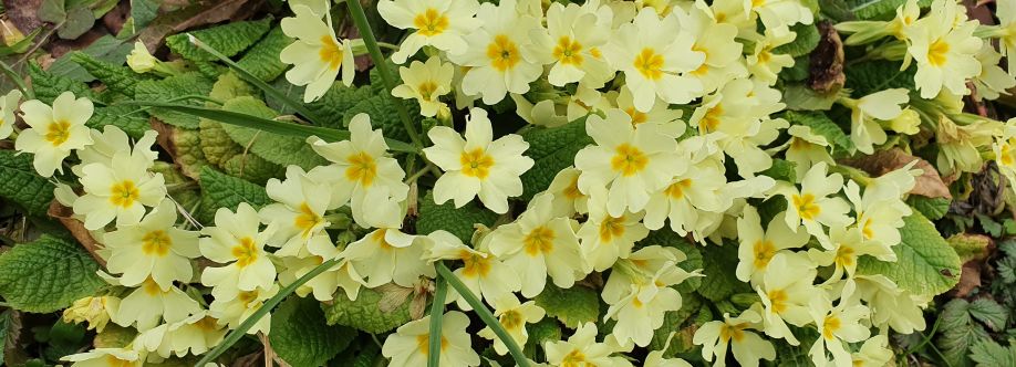 Adem Bikul Cover Image